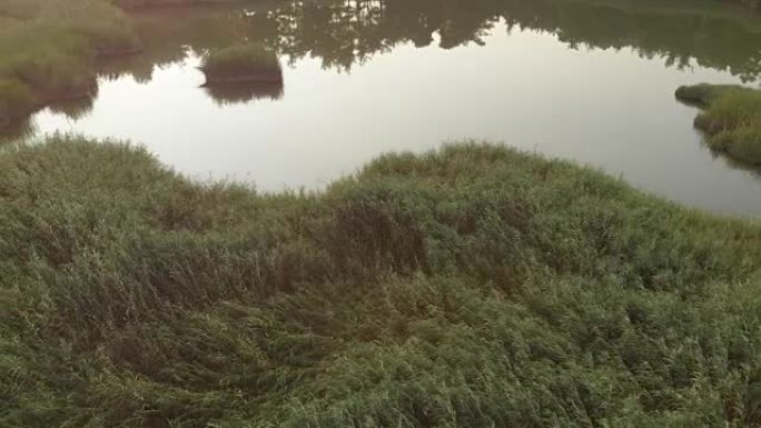 Reeds in a Lake，Sakli g ö l (隐湖或沼泽)，Honaz，Denizli，