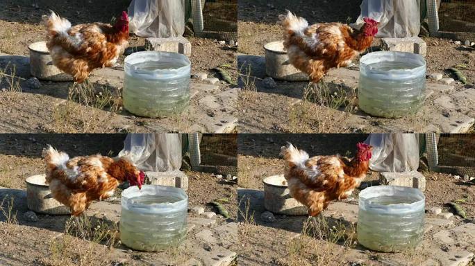 黄色小鸡喝水，