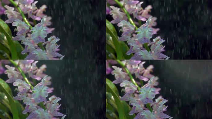 淋浴中的紫色兰花超级慢动作