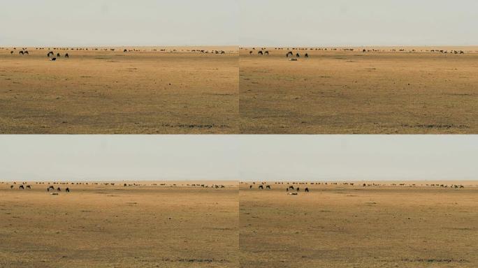 迁徙前在马赛马拉大草原放牧的牛羚群