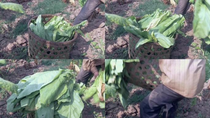 一个农民用收获的烟叶装载竹篮的特写镜头