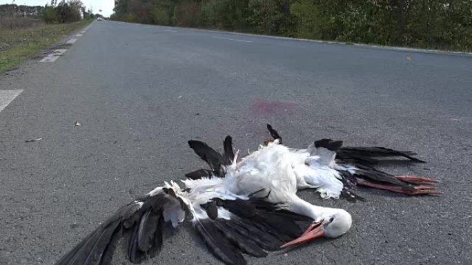 被汽车撞倒后躺在马路上的死鸟