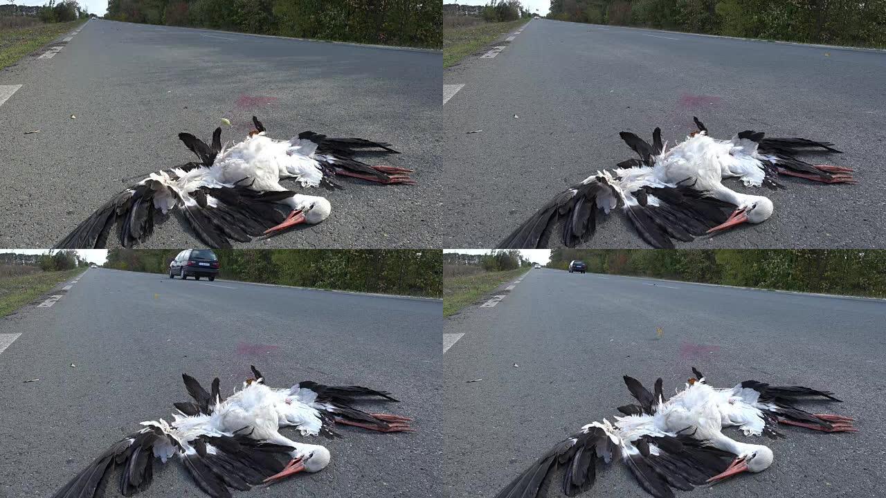被汽车撞倒后躺在马路上的死鸟