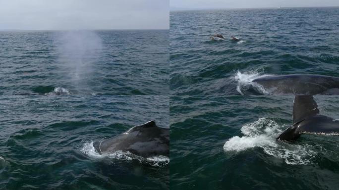 在美国蒙特雷湾与座头鲸的近距离接触