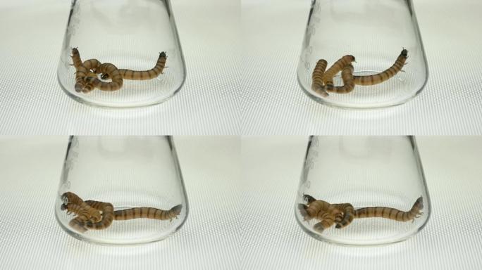 Zophobas morio甲虫的体外幼虫