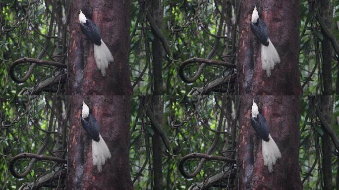 犀鸟: 成年雄性白冠犀鸟 (Berenicornis