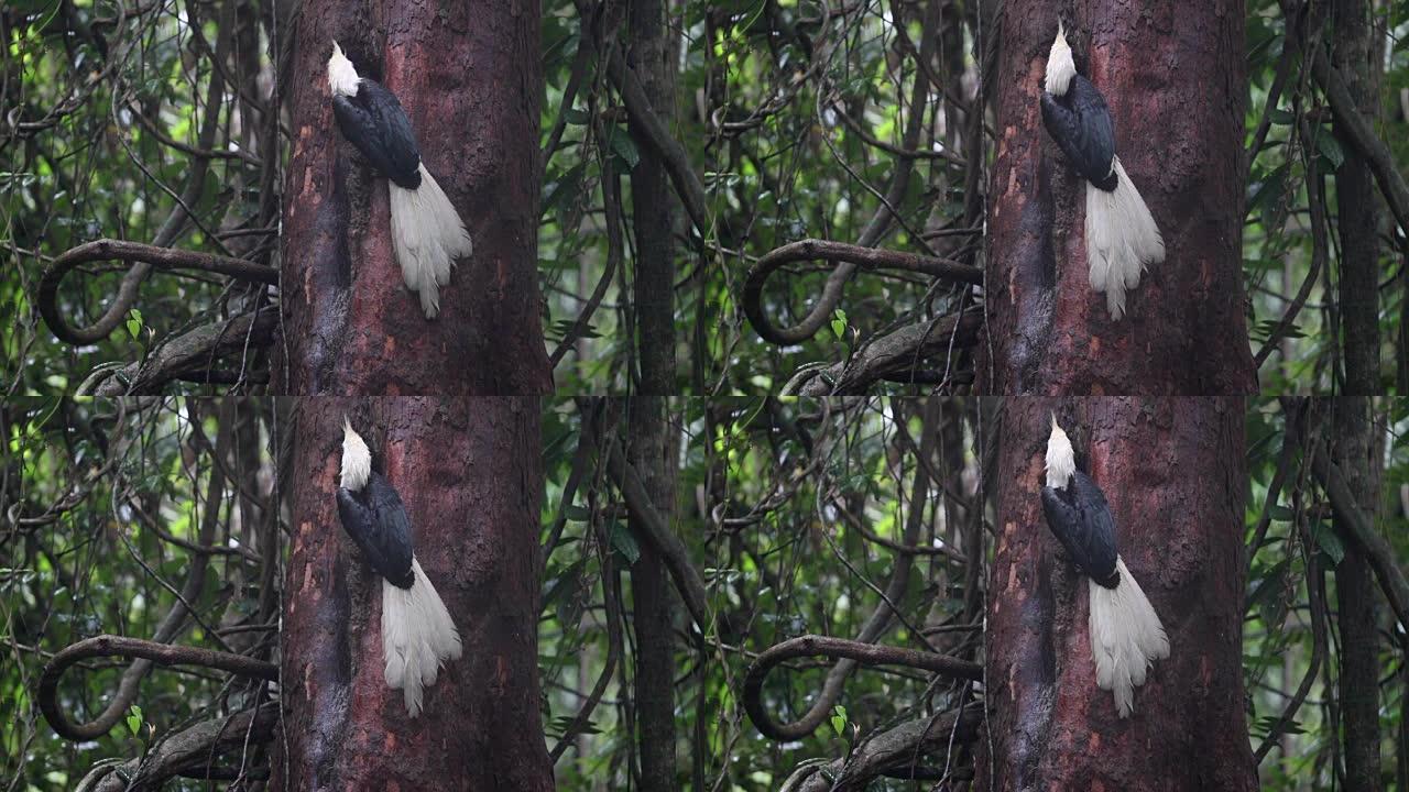 犀鸟: 成年雄性白冠犀鸟 (Berenicornis