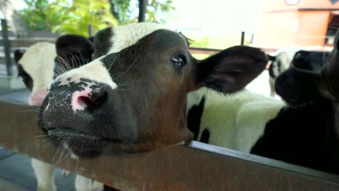 当地农场的小母牛