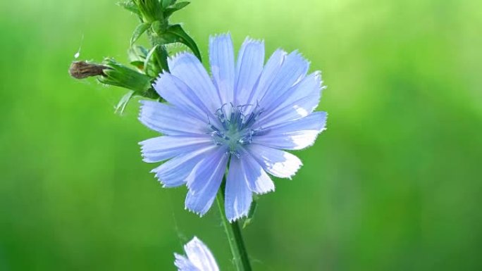 自然背景上的蓝色花朵。野生菊苣菊苣花