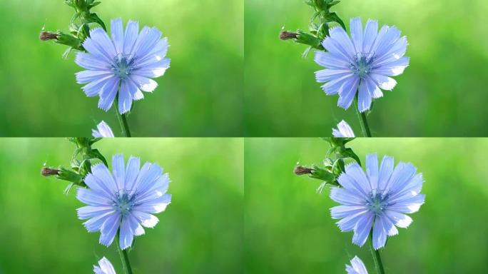 自然背景上的蓝色花朵。野生菊苣菊苣花