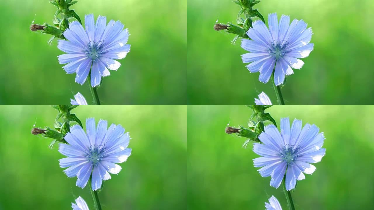 自然背景上的蓝色花朵。野生菊苣菊苣花