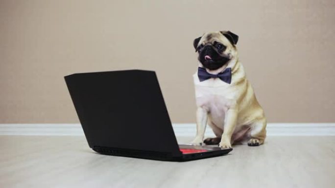 一只可爱的哈巴狗看着笔记本电脑的屏幕，穿着蝴蝶坐在电脑前看电影
