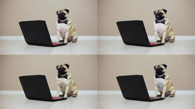 一只可爱的哈巴狗看着笔记本电脑的屏幕，穿着蝴蝶坐在电脑前看电影
