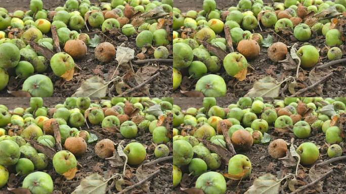 从树上掉下来的苹果。在阳光明媚的秋天早晨，在农村院子里的苹果树下腐烂苹果。