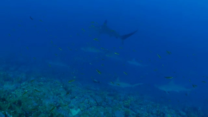 狼岛海底游弋的扇形锤头鲨群