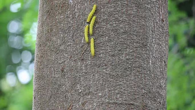 棕色大树上的黄色蠕虫