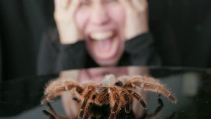 女人在看到蜘蛛时惊恐地尖叫，蜘蛛恐惧症