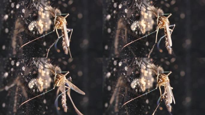 镜子墙上的蚊子在移动它的腿