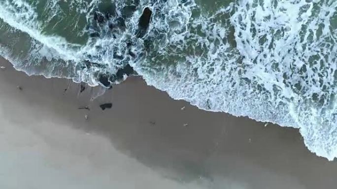 沿着水边冲浪的海鸥