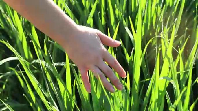 印度尼西亚巴厘岛绿色稻田背景中的手女孩触摸。特写