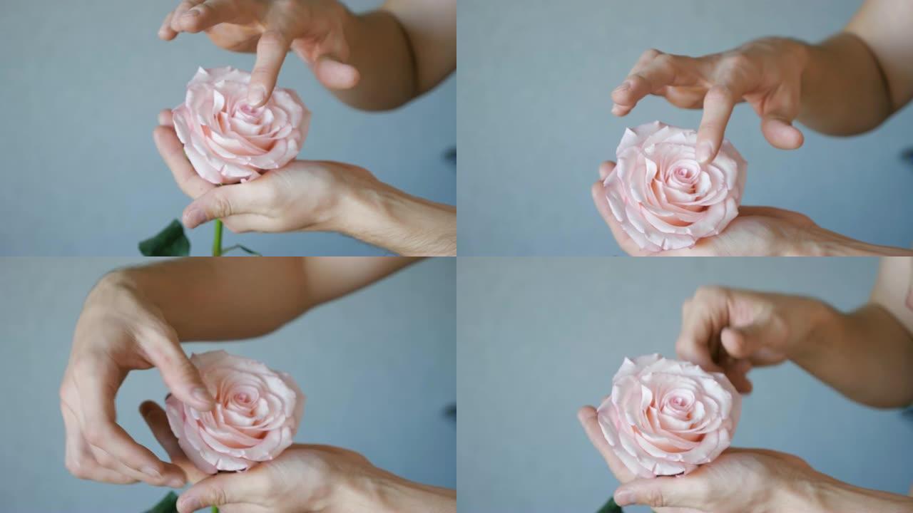 人类的手照顾一朵花玫瑰花瓣。