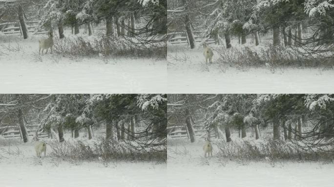 雪灾中吃绒山羊的树枝
