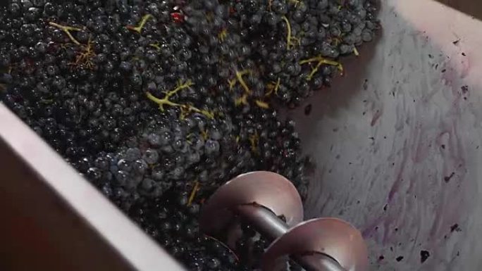 用压榨机挤压葡萄。在酿酒厂酿酒，特写