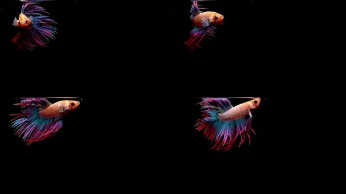 充满活力的暹罗斗鱼 (Betta splendens) 的超级慢动作，众所周知的名字是Plakat 