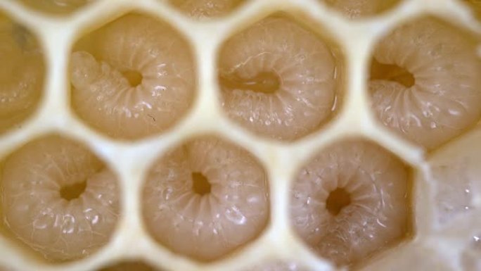 欧洲蜜蜂，蜜蜂蜜蜂，蜂巢和充满幼虫和鸡蛋的肺泡，诺曼底的蜂巢，实时4K