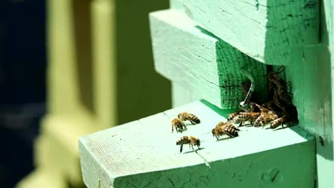 蜜蜂飞进飞出蜂巢