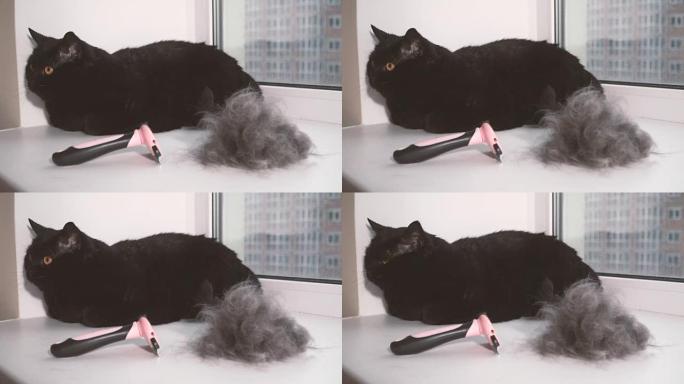 羊毛。羊毛精梳的猫