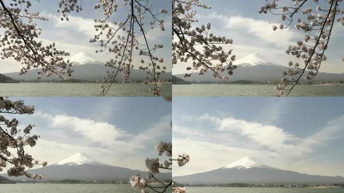 日本富士山和樱桃树树枝的广角万向节夹
