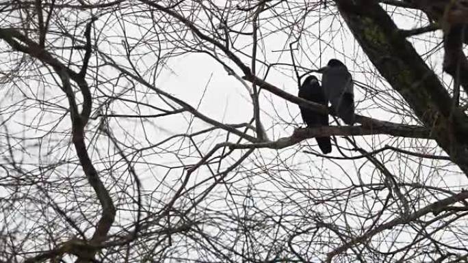 一对坐在树上的大黑乌鸦