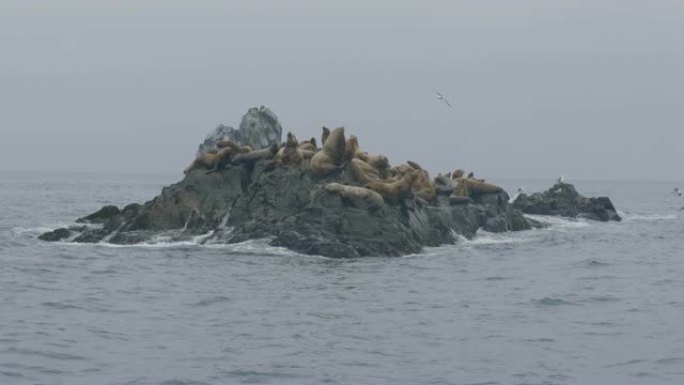 群海石崖上的海狮和飞越海水的鸟类