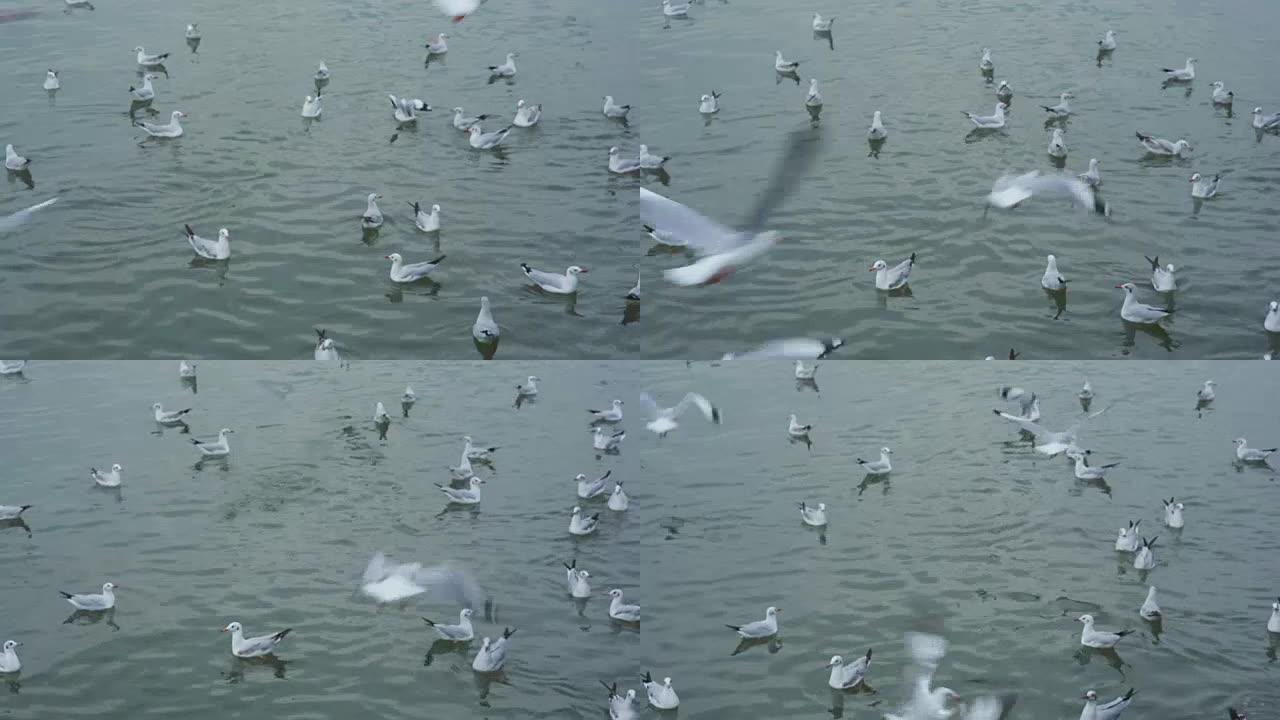 海鸥在岛上的海滩上飞翔