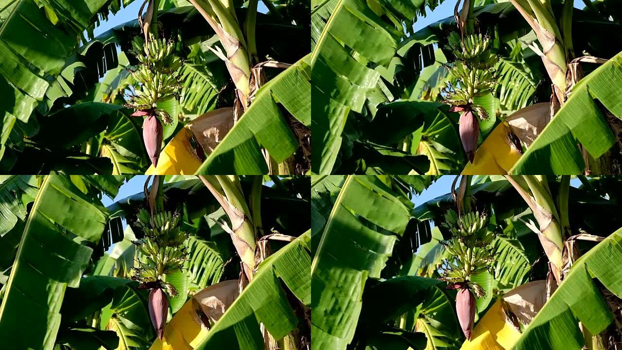 香蕉是盛开的香蕉。在香蕉树上长大黄色成熟。特写