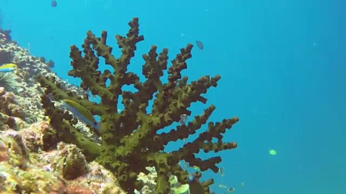 珊瑚礁上的水下绿杯珊瑚 (Tubestrea micrantha)