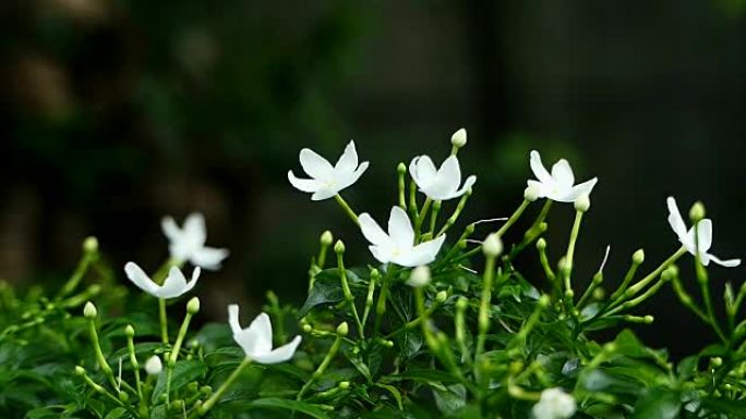 温暖阳光下的白色茉莉花