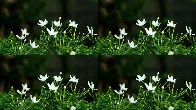 温暖阳光下的白色茉莉花