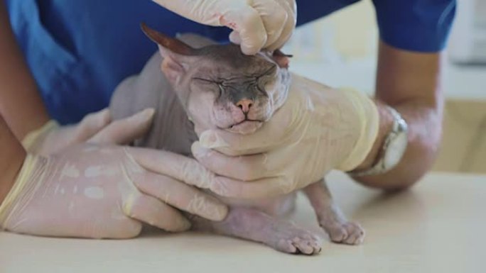 兽医正在兽医诊所清洁一只秃头狮身人面像猫的耳朵