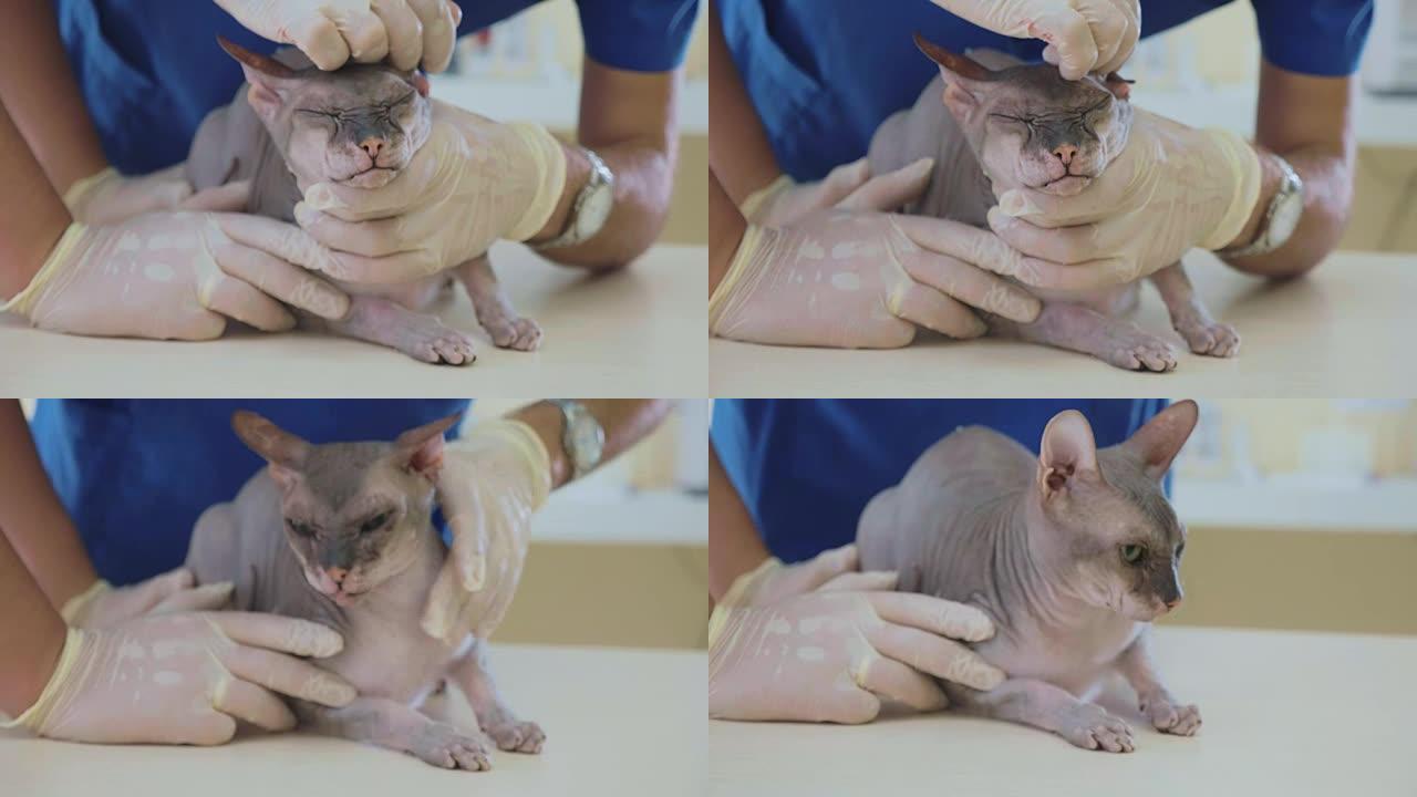 兽医正在兽医诊所清洁一只秃头狮身人面像猫的耳朵