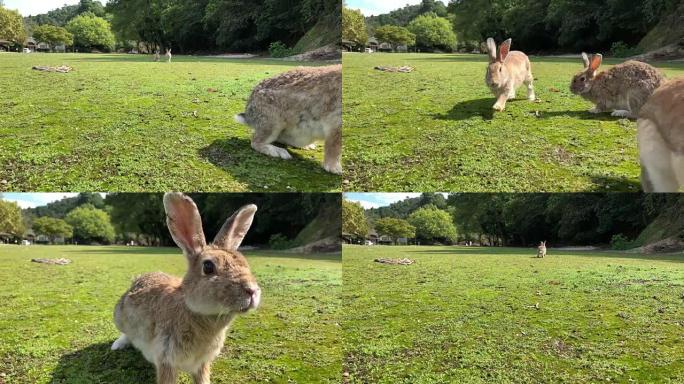 日本奥之岛上玩耍的兔子。