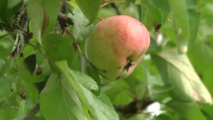 树枝上的红苹果。结痂苹果树。苹果病。挂在树枝上的大红苹果特写。被苹果赤霉病感染的水果。