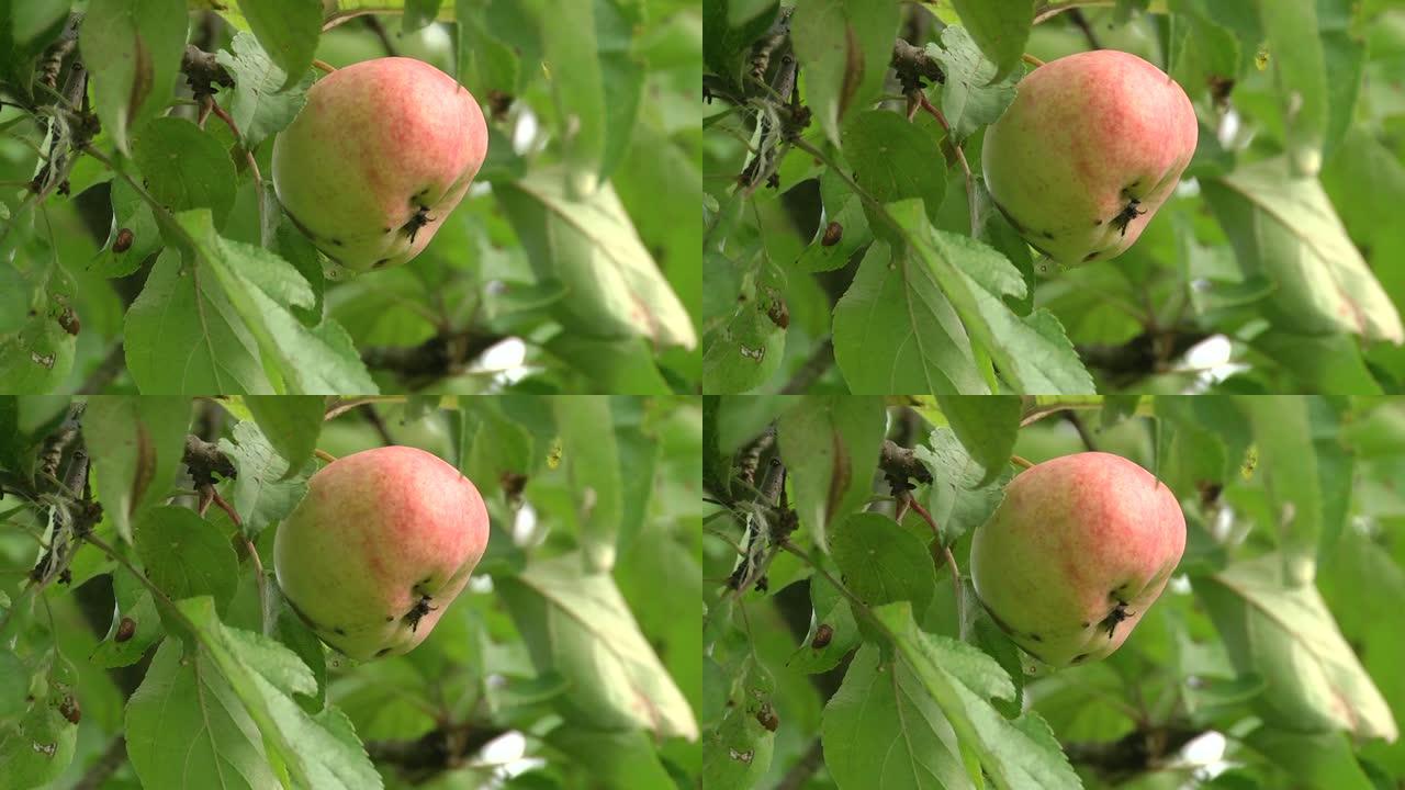 树枝上的红苹果。结痂苹果树。苹果病。挂在树枝上的大红苹果特写。被苹果赤霉病感染的水果。
