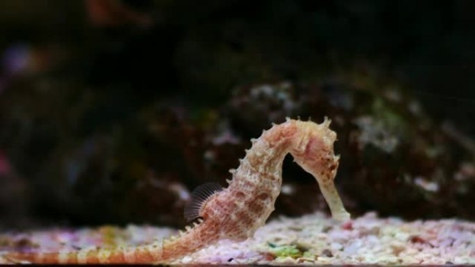 水族馆里的海马