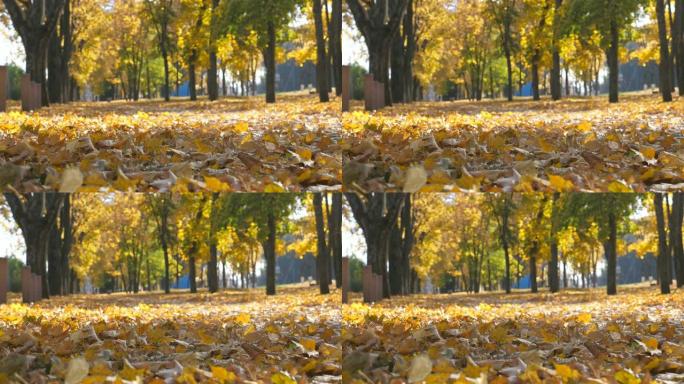 秋天晴天空城公园的景色。黄色枫叶躺在小巷上。美丽的秋景。背景是散焦的。慢动作