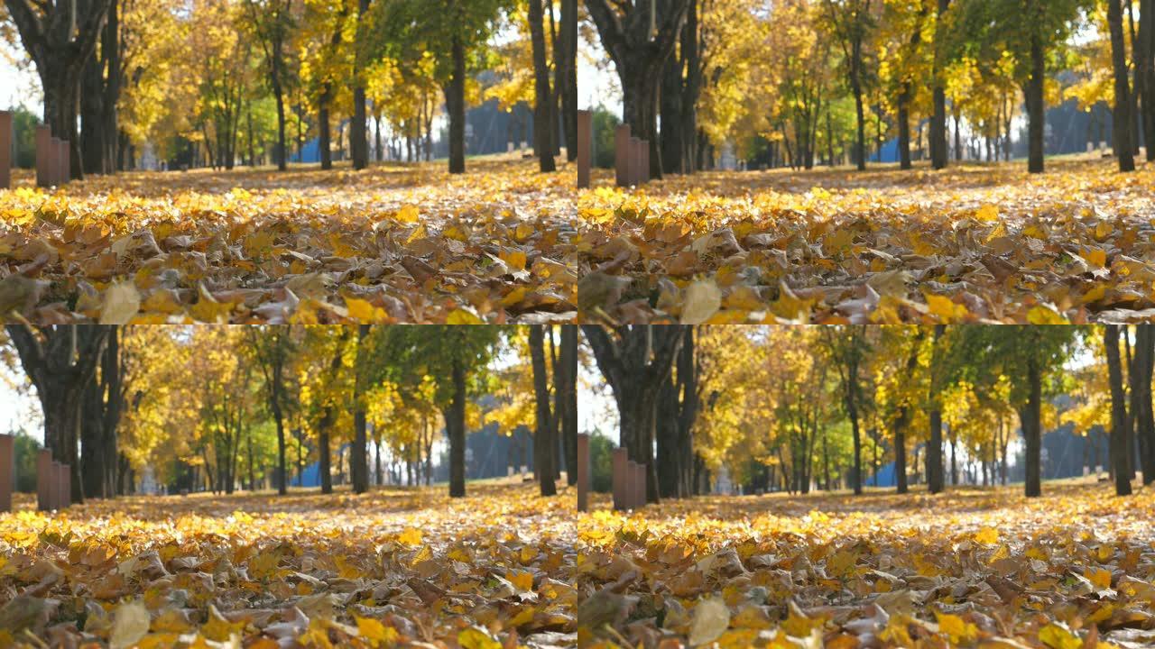 秋天晴天空城公园的景色。黄色枫叶躺在小巷上。美丽的秋景。背景是散焦的。慢动作