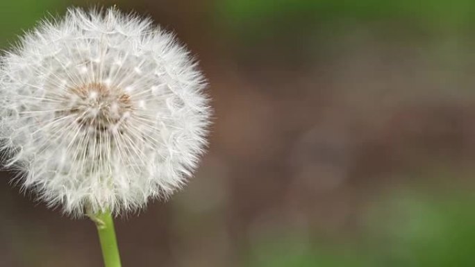 在自然界中吹马勃