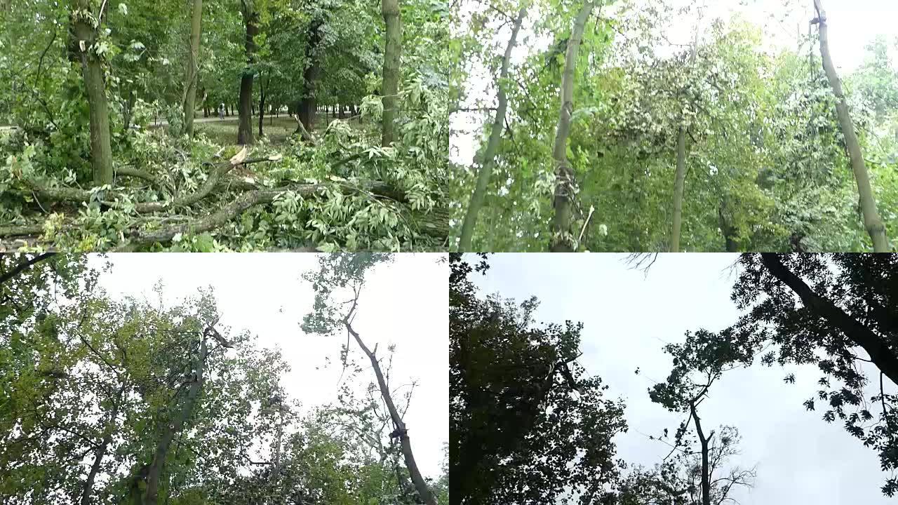 城市公园暴风雨后倒下的树