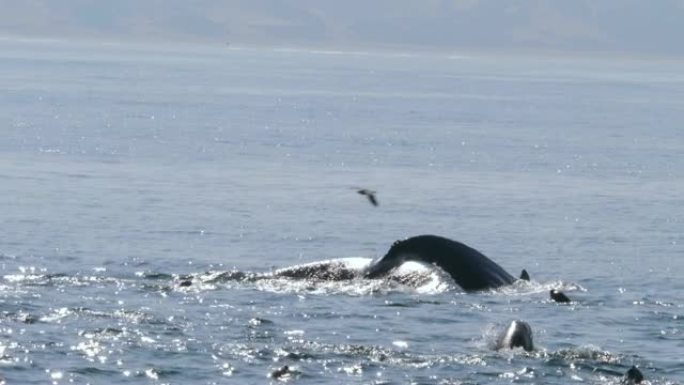 在美国加利福尼亚州蒙特雷湾的座头鲸潜水特写